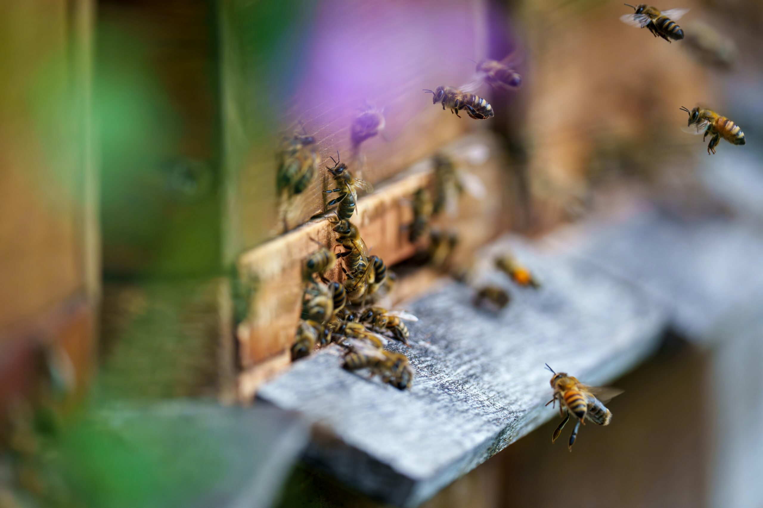 A bunch of bees that are on a piece of wood